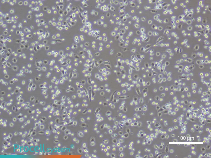 Rat Peripheral Blood Monocyte Complete MediumRat Peripheral Blood Monocyte Complete Medium - 2