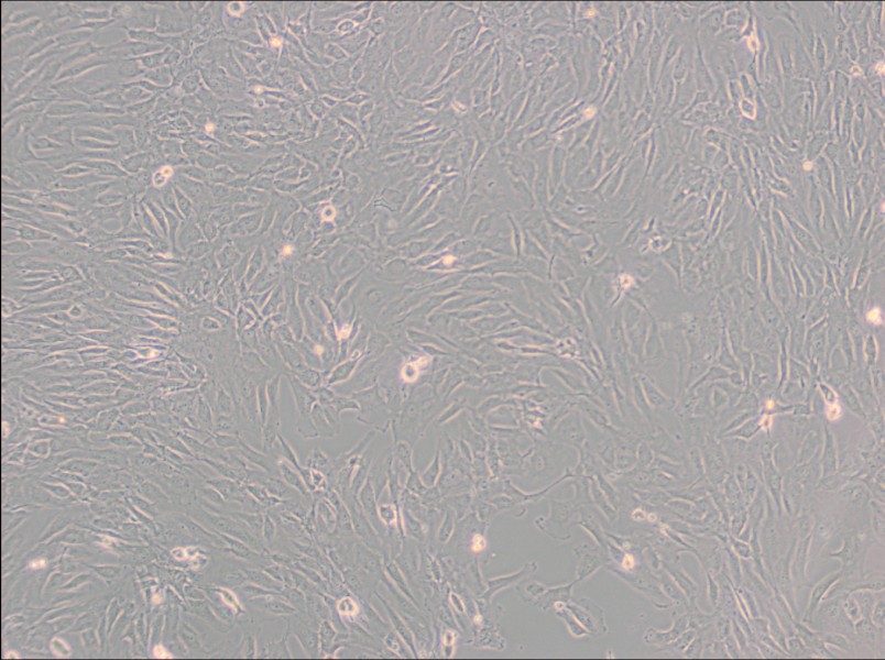 SW 982 [SW-982, SW982] (L15) Cell Complete Medium-searchlist-1