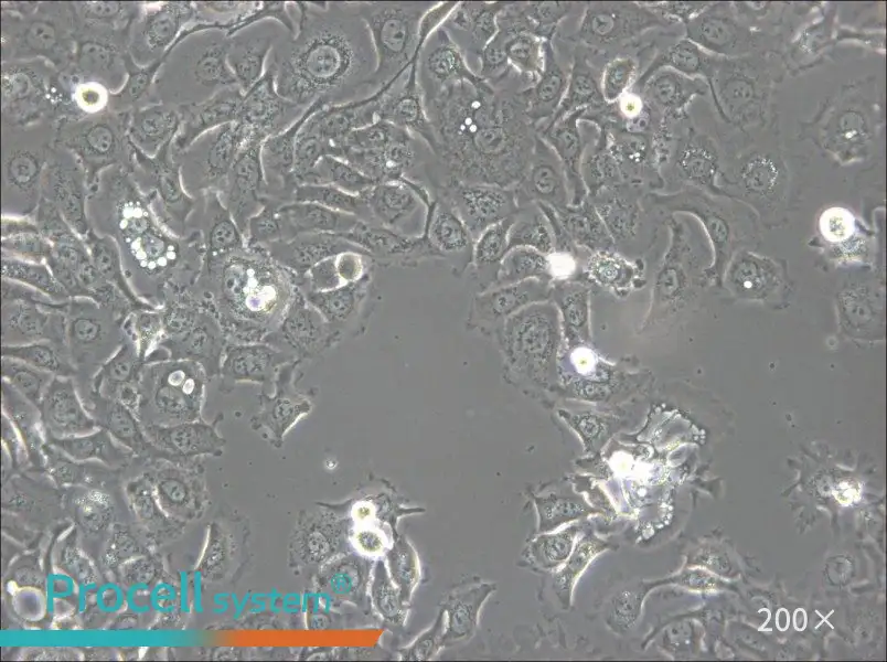 KU-19-19 Cell Complete Medium - 6