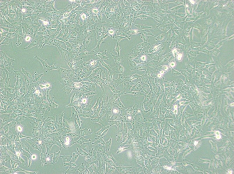 KMH-2 Cell Complete Medium - 3