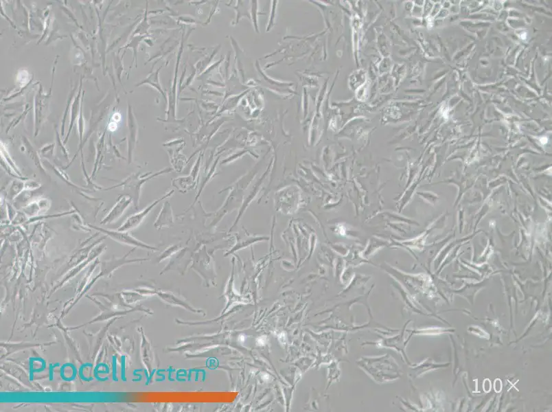 NCI-H1648NCI-H1648 - 2
