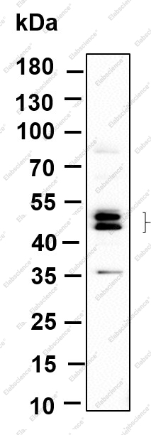 Recombinant Phospho-JNK1, 2, 3 (Thr183, Thr183, Thr221) Monoclonal Antibody - 1