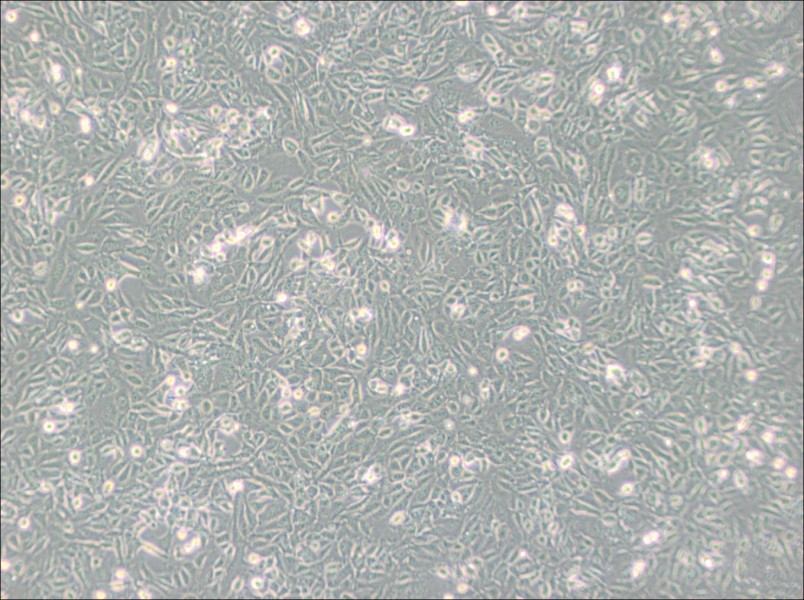 SV40 MES 13 Cell Complete Medium-searchlist-1