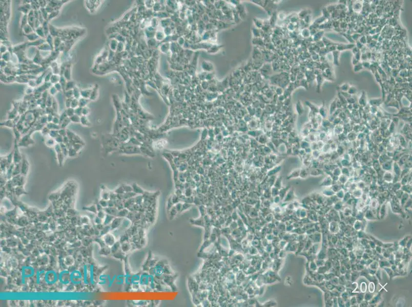 SW620 (DMEM) Cell Complete Medium - small - 6