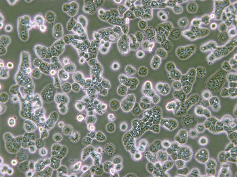 NCI-H2087 [H2087] Cell Complete Medium - 6