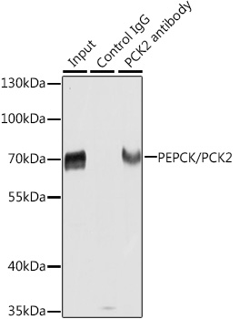 Immunoprecipitation analysis of extracts of HepG2 cells using PEPCK/PEPCK/PCK2 Polyclonal Antibody. Western blot was performed from the immunoprecipitate u