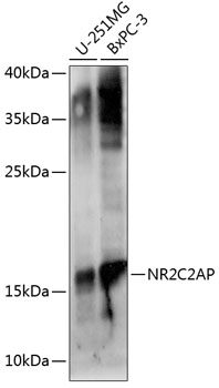 Western blot analysis of extracts of various cell lines using NR2C2AP Polyclonal Antibody at 1:1000 dilution.