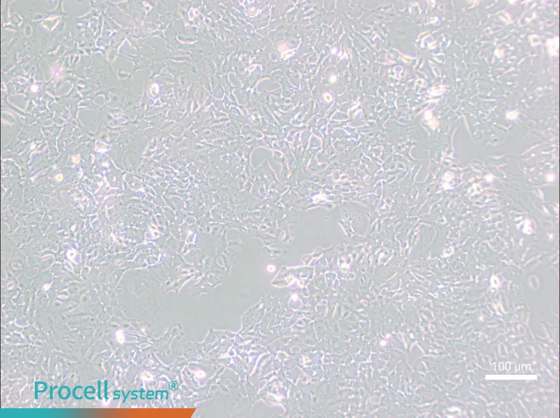 HC11 Cell Complete Medium - 2