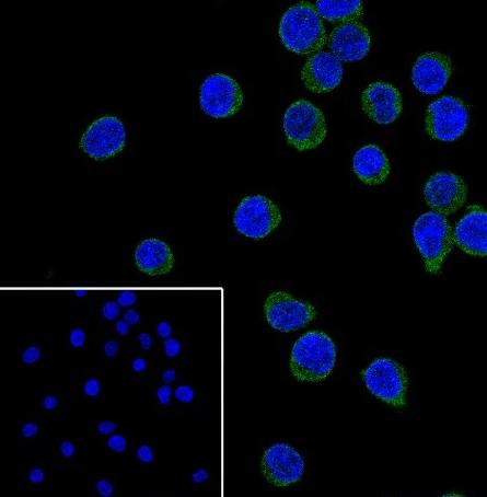 Recombinant CD42b Monoclonal Antibody - small - 3