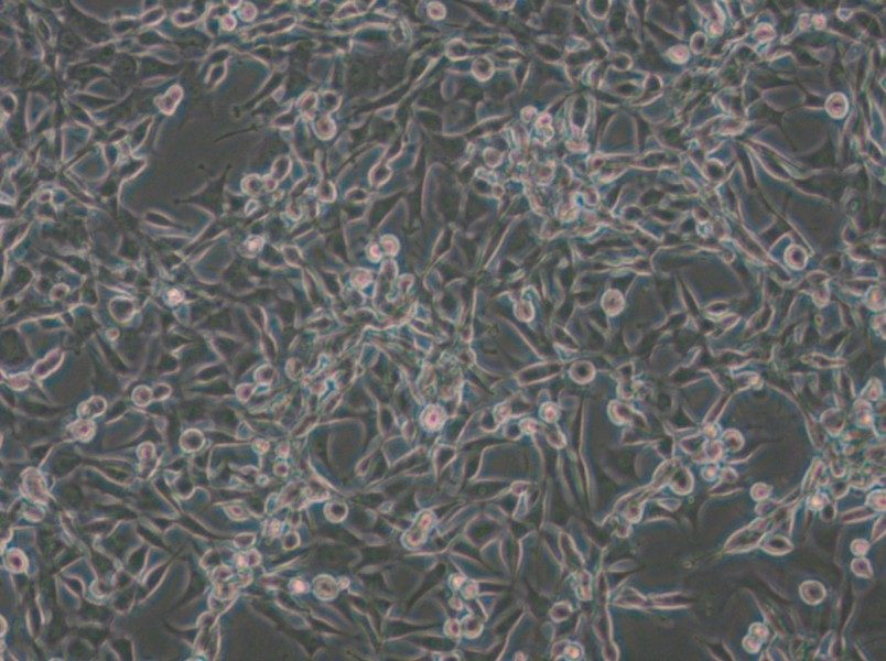 CBRH-7919 Cell Complete Medium - small - 6