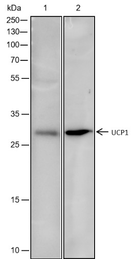 Recombinant UCP1 Monoclonal Antibody-searchlist-1