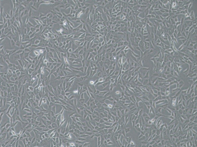 Py230 Cell Complete Medium-searchlist-1