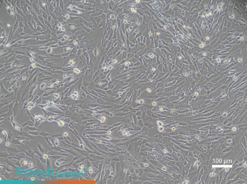 Rabbit Nucleus Pulposus Cell Complete Medium - 2