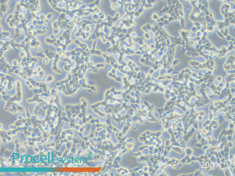 RL95-2 Cell Complete Medium - 4