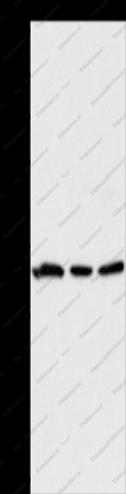 GPA33 Polyclonal Antibody - 1