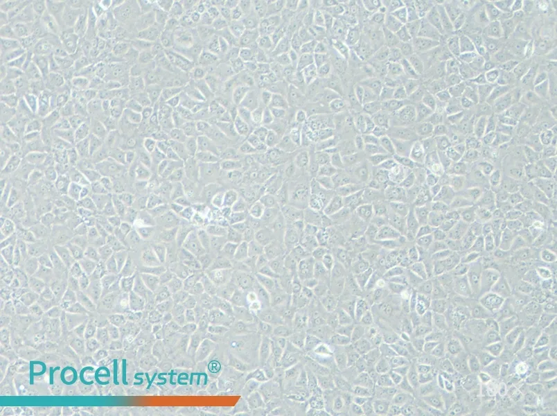 BRL 3A Cell Complete Medium - 1