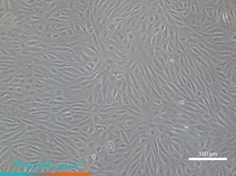 Human Coronary Artery Endothelial Cell Complete Medium - 1