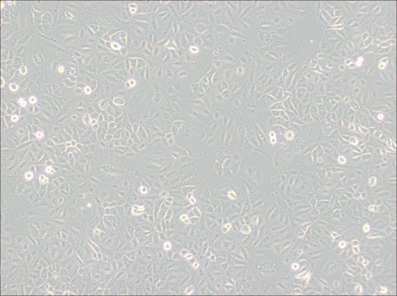 A549 [A-549] Cell Complete Medium - small - 4