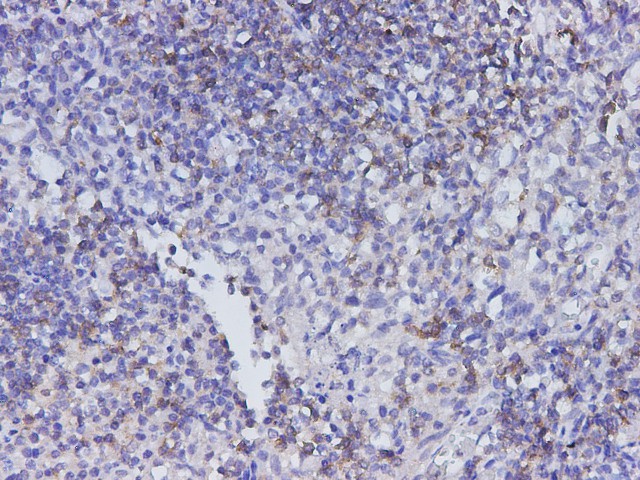 Purified Anti-Human CD4 Antibody[13B8.2]-产品推荐-1