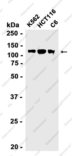 Recombinant NEDD4 Monoclonal Antibody - 1