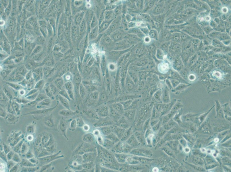 PSN1 Cell Complete Medium - 5