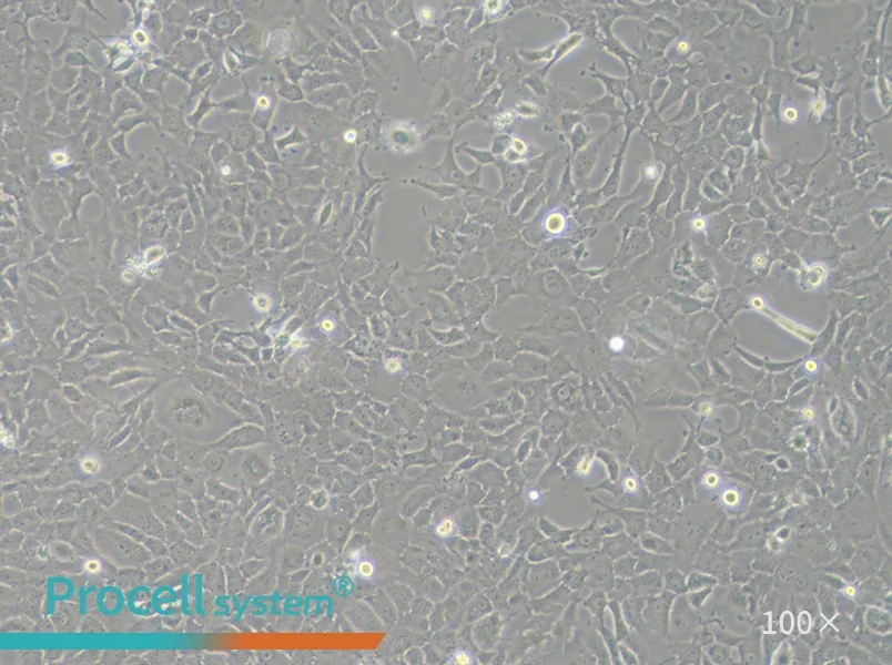 RF/6A Cell Complete Medium - 1