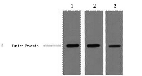 Western Blot analysis of 0.5ug MBP fusion protein using MBP-Tag Monoclonal Antibody at dilution of 1) 1:3000 2) 1:5000 3) 1:10000.