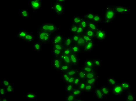 Immunofluorescence analysis of A549 cells using MORF4L2 Polyclonal Antibody