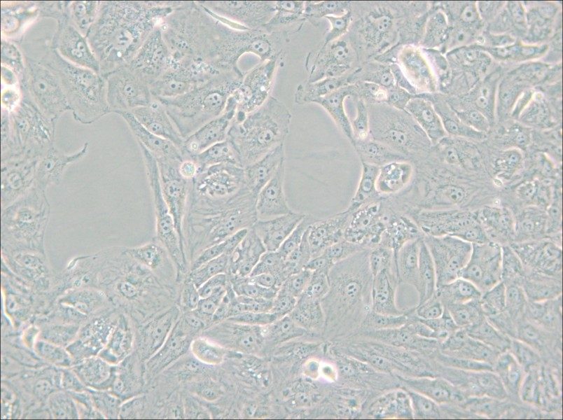 769-P Cell Complete Medium - 5