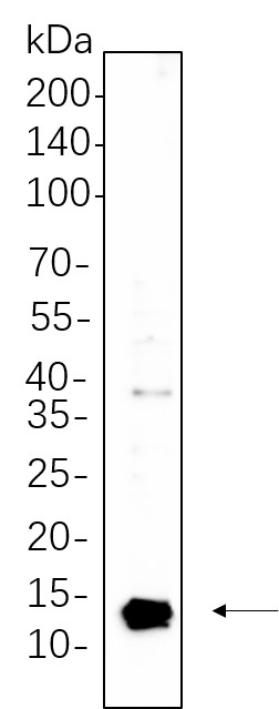 Recombinant Parvalbumin Monoclonal Antibody-searchlist-1