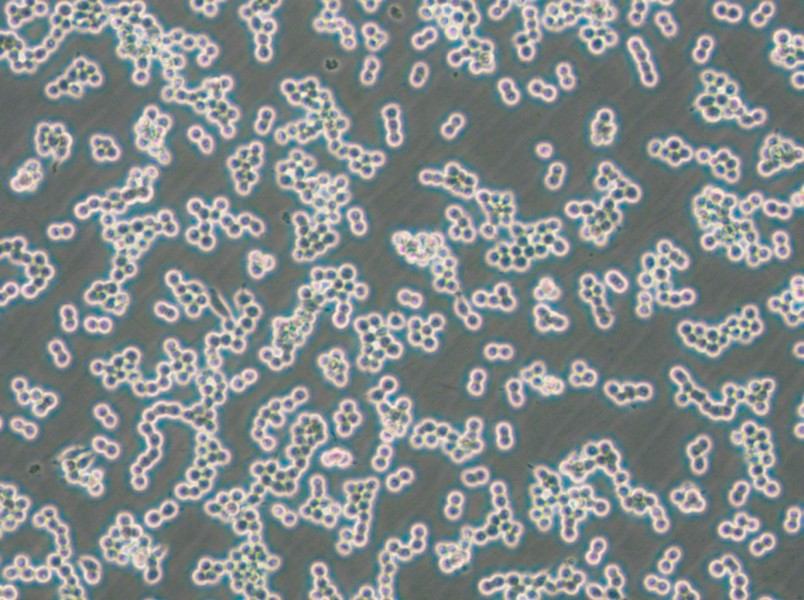 RAW 264.7-EGFP Cell Complete Medium - small - 6