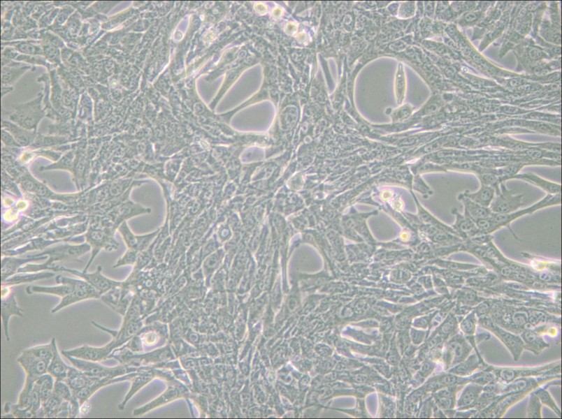 Panc02 Cell Complete Medium - 5