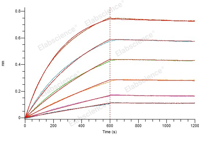 2. Loaded Anti-SARS-CoV-2 S1 mAb-Fc on Protein A Biosensor, can bind SARS-CoV-2 S-trimer-His (Omicron, B.1.1.529)(PKSV030478) with an affinity constant of 10.7 nM as determined in BLI assay.