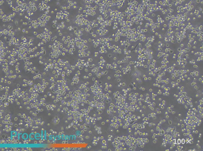HEL Cell Complete Medium - 1