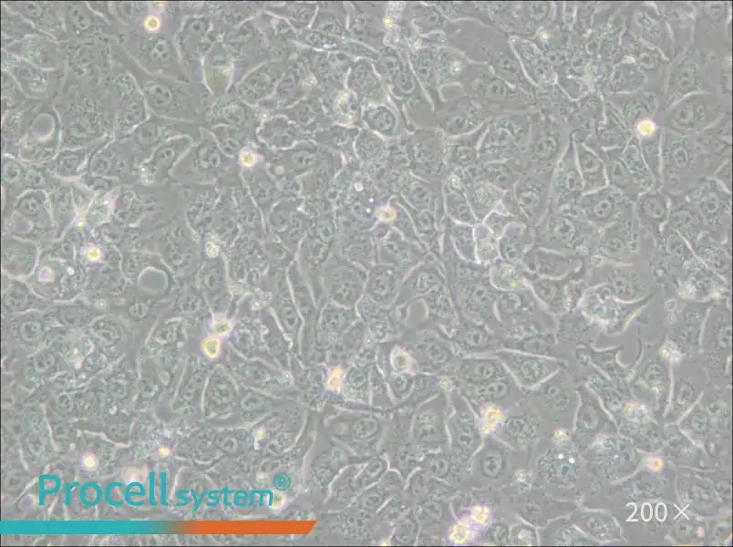 BHT101 Cell Complete Medium - 4