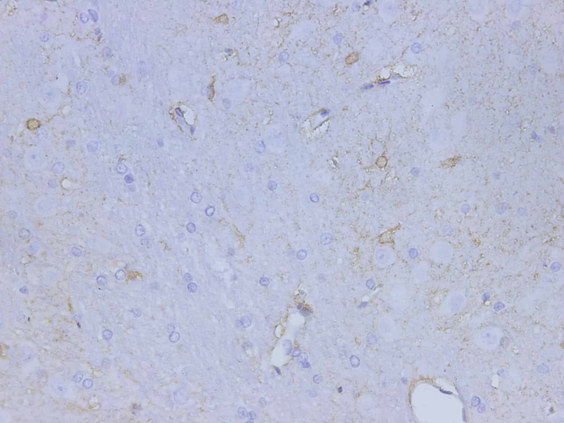 Purified Anti-Human CD133 Antibody[W6B3C1]-产品推荐-1