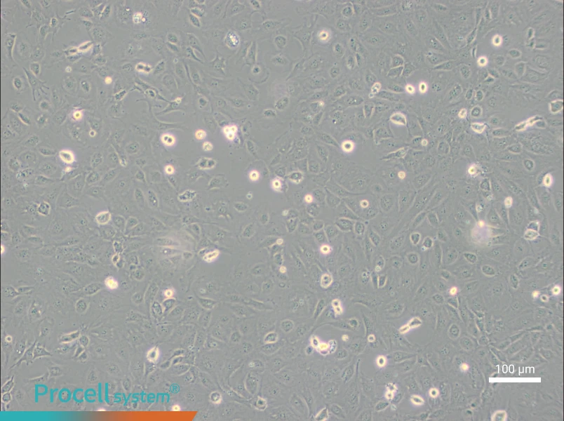 SVEC4-10 Cell Complete Medium - 1