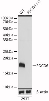 Western blot analysis of extracts from wild type(WT) and PDCD6 knockout (KO) 293T(KO) cells using PDCD6 Polyclonal Antibody at 1:1000 dilution.