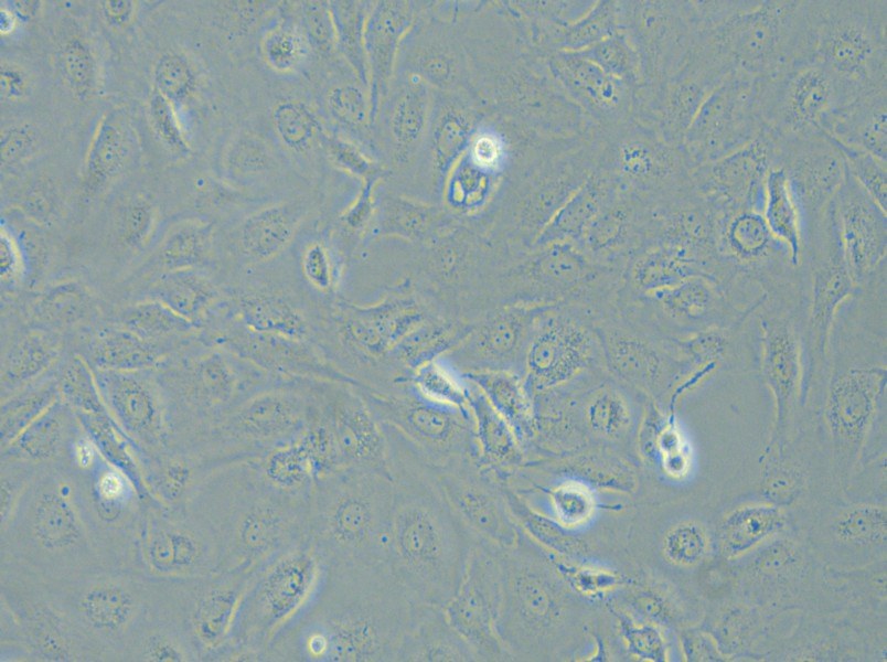 LX-2 Cell Complete Medium - 6