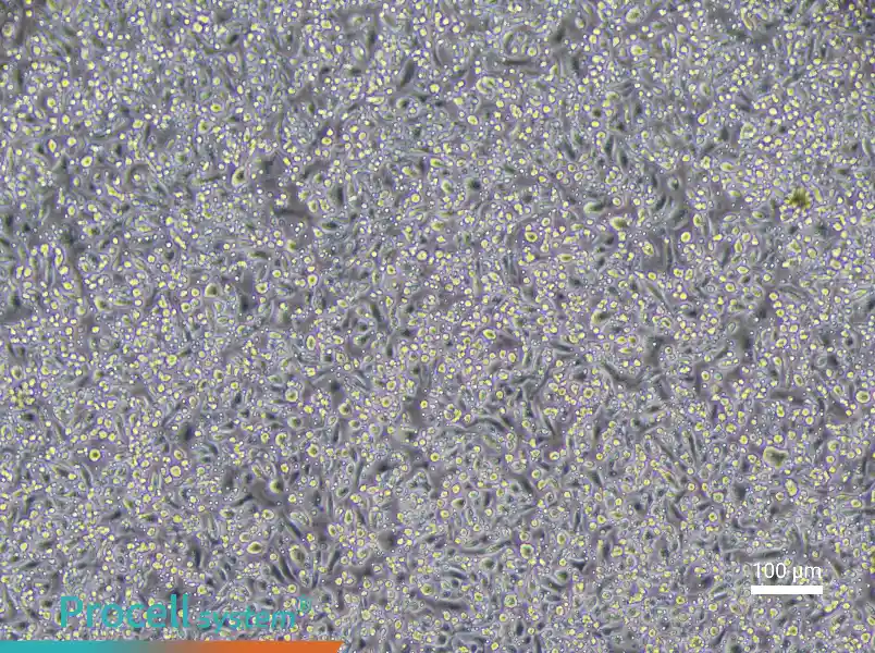 Mouse Mature Bone Marrow-Derived Dendritic Cell Complete Medium - 2
