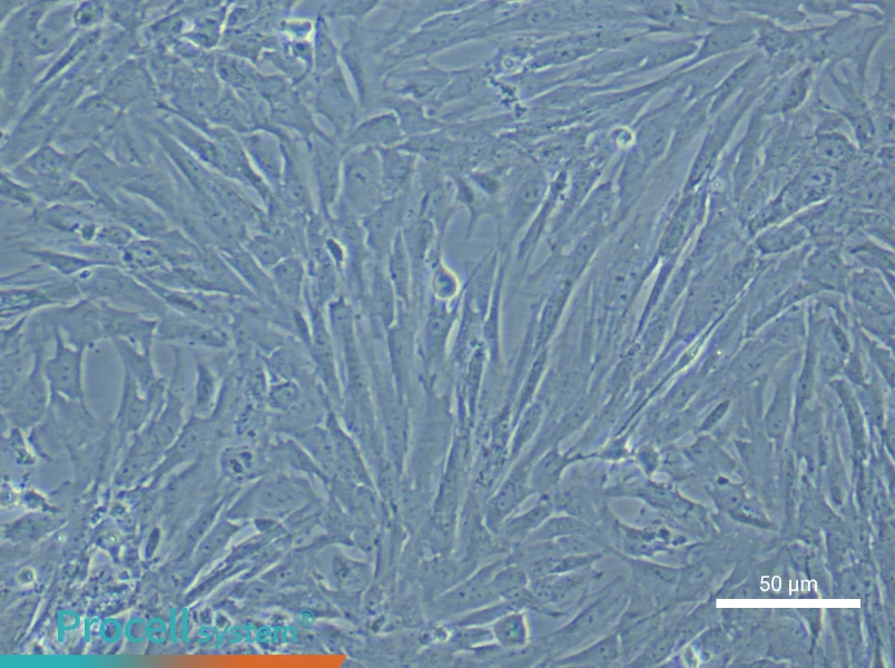 Rat Bladder Smooth Muscle Cells - 6