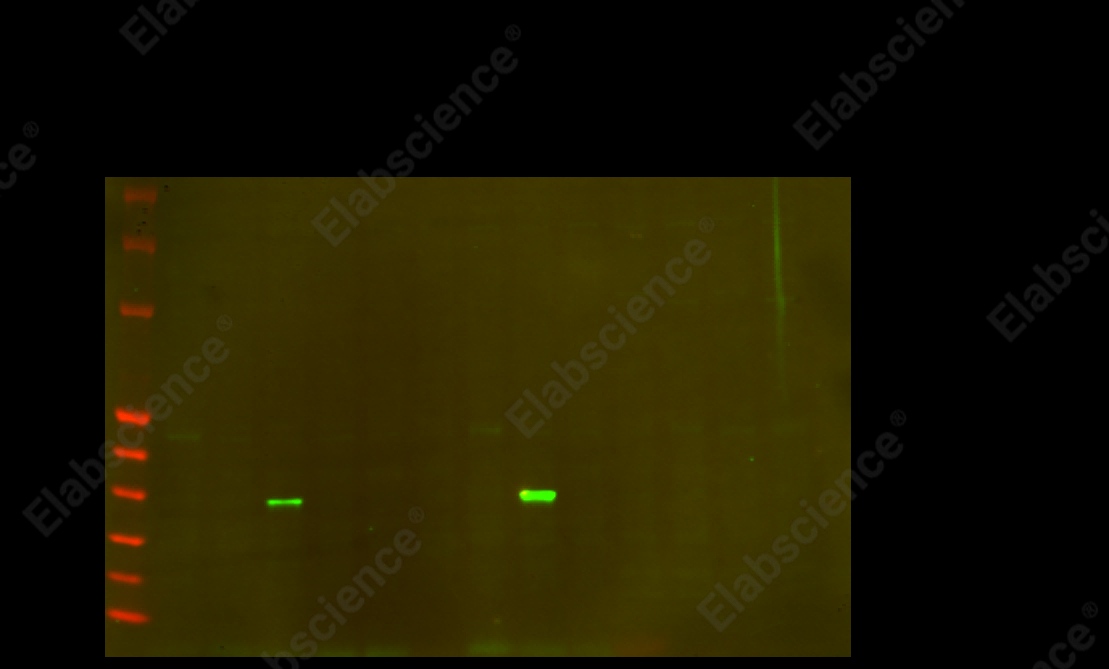 Recombinant Cleaved N-terminal GSDMD Monoclonal Antibody - 1