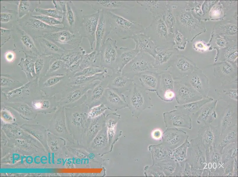Daoy Cell Complete Medium - small - 4