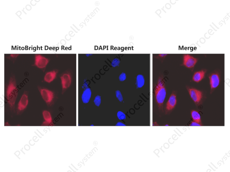 MitoBright Deep Red Probe Assay Kit