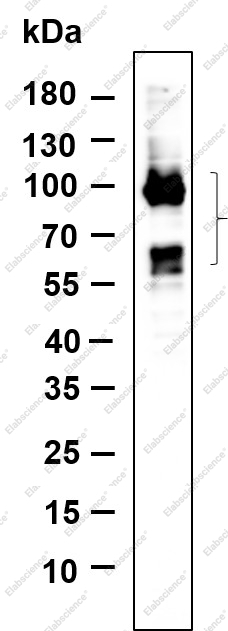 Recombinant Phospho-Tau (Ser396) Monoclonal Antibody - 1