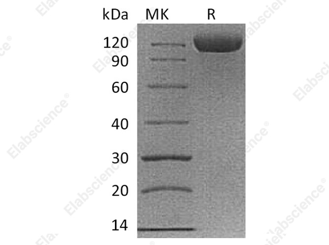 Recombinant Cynomolgus B7-H3/CD276 Protein (Fc Tag) - 1