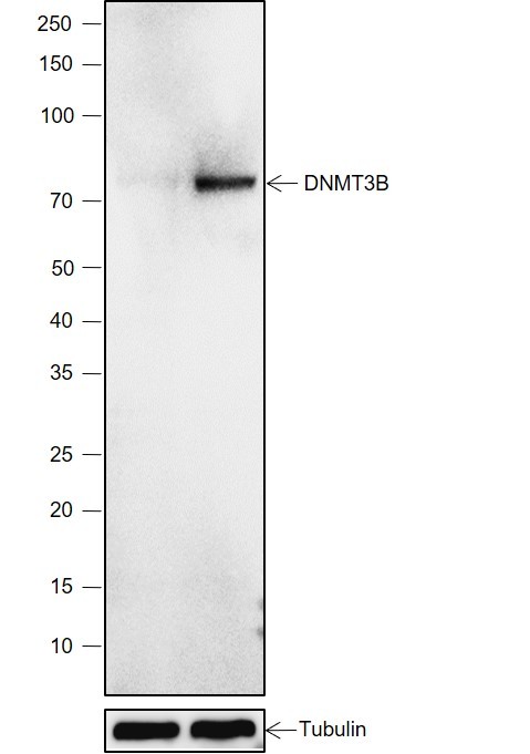 Recombinant DNMT3B Monoclonal Antibody-searchlist-1