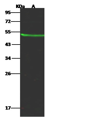 Recombinant KYNU Monoclonal Antibody - small - 1