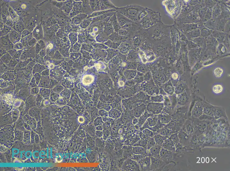 Caco-2 Cell Complete Medium - small - 5