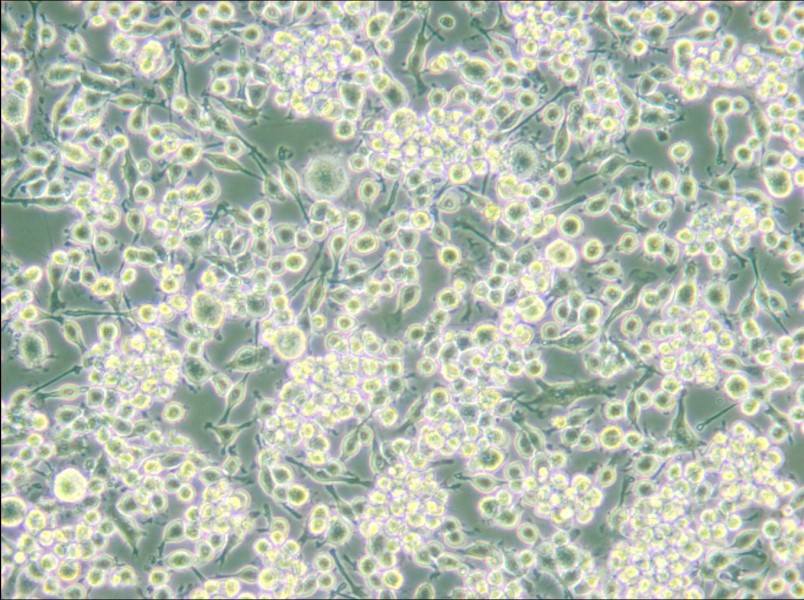 BV2 (DMEM) Cell Complete Medium - 5